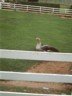 Attack goose
