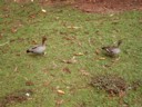 Ducks