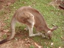 Kangaroo