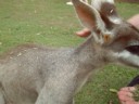 Ain't it cute