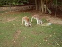 Some more kangaroos