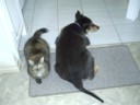 Sushi and Oscar
