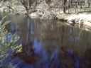 A pond with a turtle