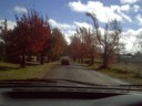 Cool trees