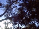 Kookaburra