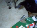 Sushi checks out the 'hunt'.