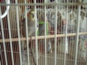 Their birdy.