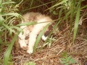 I found their cat.