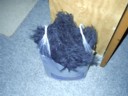 Fur in a bag!