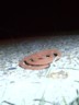 This is why worms don't smoke cigerettes.