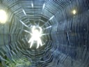 How Spiderman started.