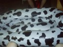 It's a bird. It's a plane. It's a.... cow?