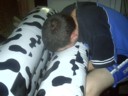 Draxy gets with the inflatable cow.