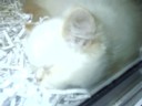 Kitty! Kitty! Kitty!