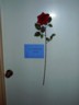 One of the 3 flowers I gave on Valentines Day to show ppls I care.
