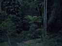Now you see rainforest.