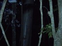 That was a big-arsed tree trunk.