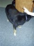 Tanya torments my dog.