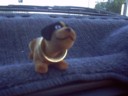The car dog. Very agreeable
