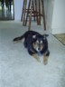 Dog, also not connected to TV