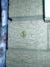 Smallest. Frog. Ever.