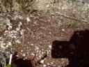 Free tiny snake!