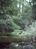 Mmm, nice rainforest