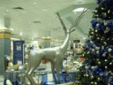 I cleverly stuck up behind the elusive deer and captured a photo. Hoping to sell it to National Geographic.