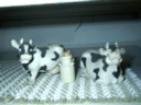I was looking around my kitchen and noticed I had a cow infestation. I soon set some cow-traps to deal with this problem.
