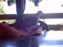 It watched me read the comics for 15minutes before flying off