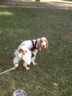 As is this dog-gorn fella