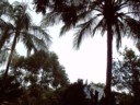 Gray skys