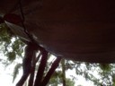 Dad puts the massive tarp up