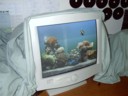 And I bring out the fish to watch.