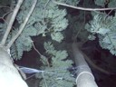 Tree is left where it is