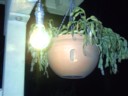 Funky bulb
