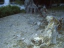 Free dead tree