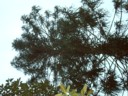 Tall tree