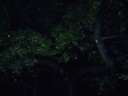 T1 (not as kewl as B1, but more leafy)