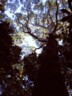 Tall trees