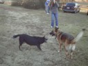The dogs of war