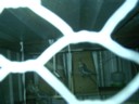 Byebye birdies