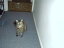 Sushi gets caught