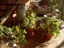 All these plants have to go too