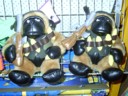 I think i've discovered some Taliban gorilla's in Australia.