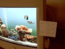 I decide to name my fish. I called one Pucker, Katie called on Bob and Tanya called one Guttapercha.