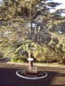 The big tree