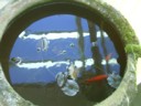 Fishies