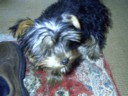Another cute dog