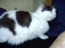 Cute cat